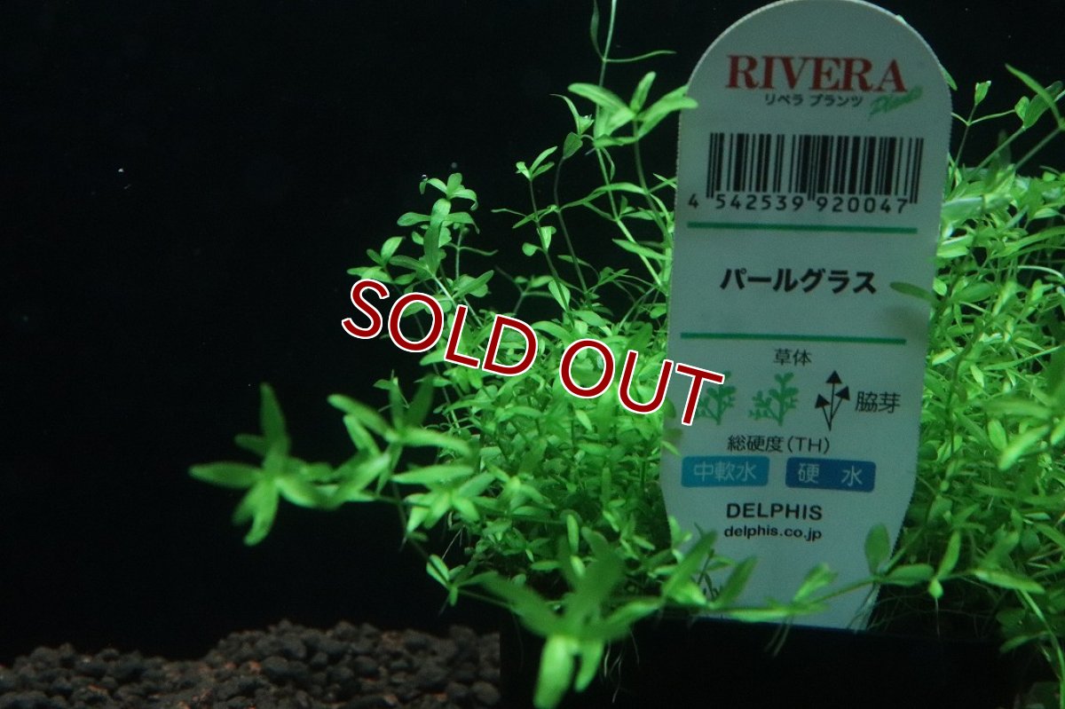 画像2: 【通販 水草】パールグラス(無農薬)【1ポット サンプル画像】（後景草)（生体）（熱帯魚） (2)