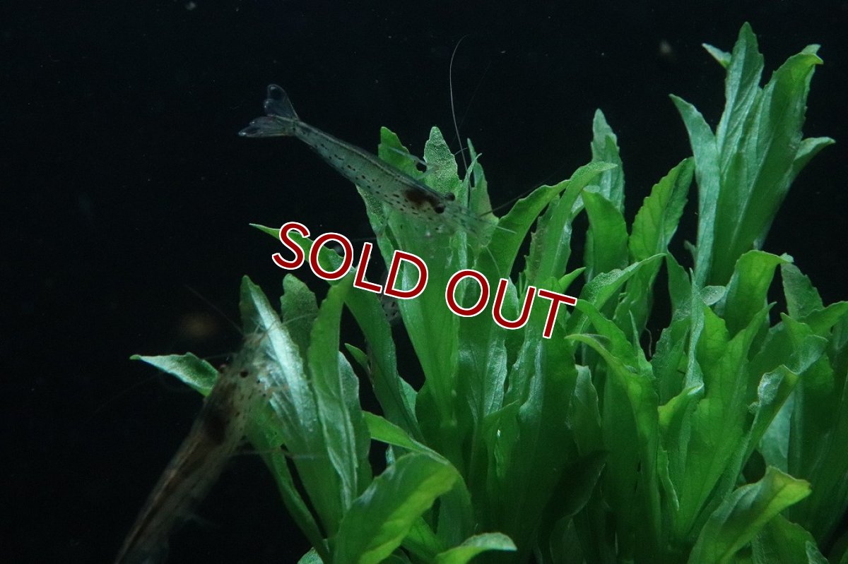 画像2: 【通販 水草】ハイグロフィラ バルサミカ(無農薬)【1ポット サンプル画像】（後景草)（生体）（熱帯魚） (2)