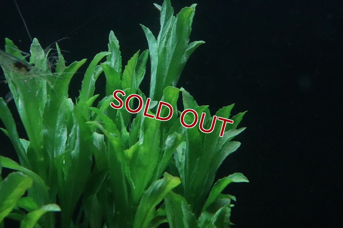 画像3: 【通販 水草】ハイグロフィラ バルサミカ(無農薬)【1ポット サンプル画像】（後景草)（生体）（熱帯魚） (3)