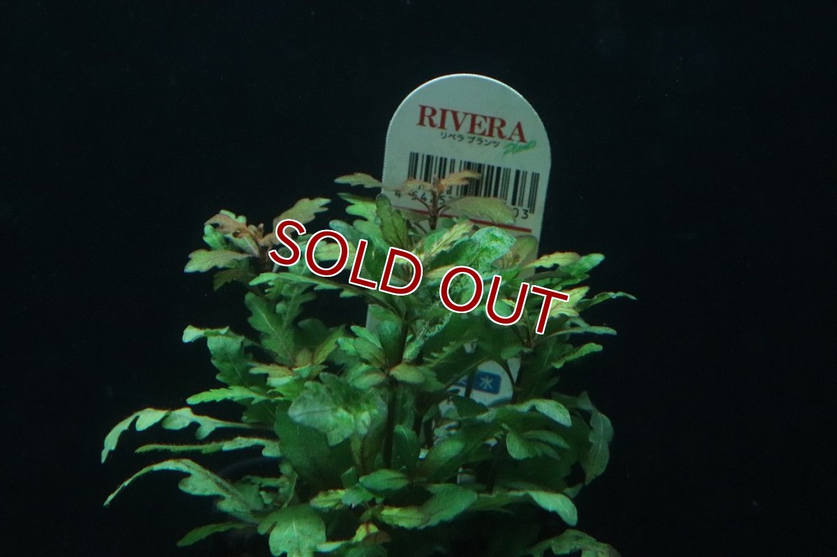 画像2: 【通販 水草】ハイグロフィラ ピンナティフィダ(無農薬)【1ポット サンプル画像】（後景草)（生体）（熱帯魚） (2)