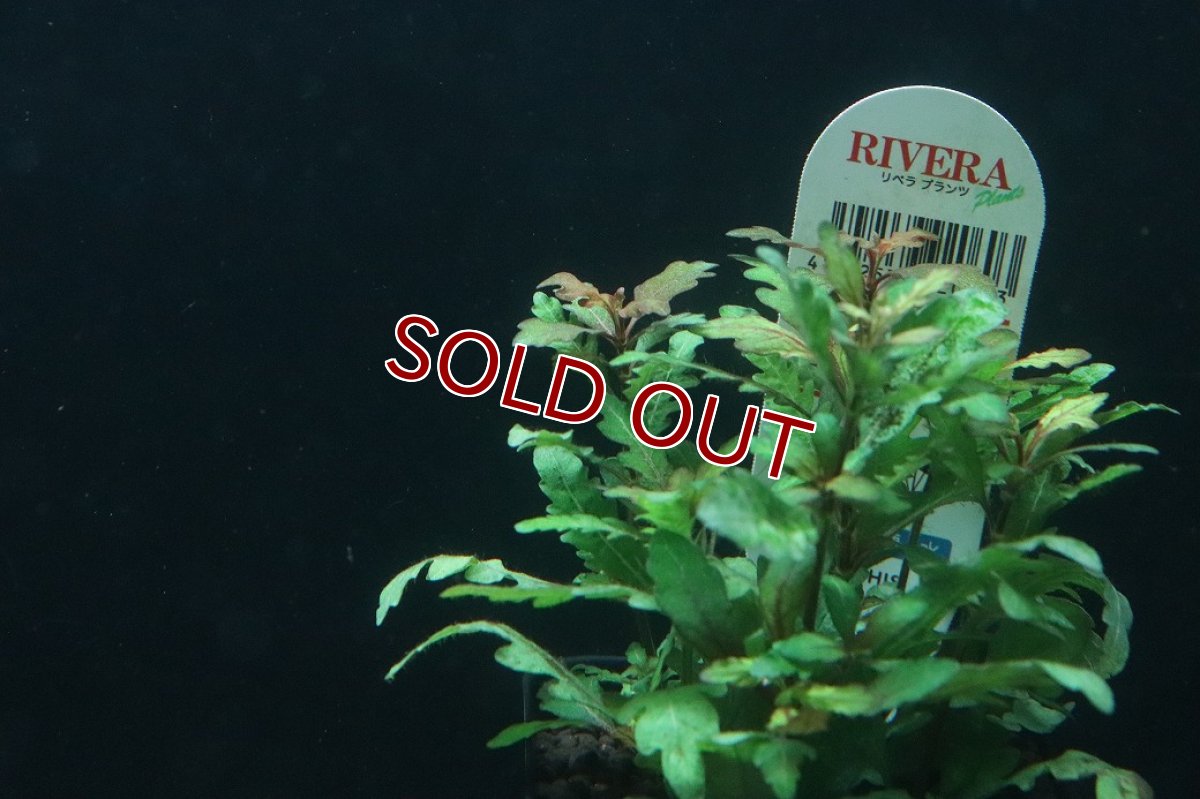 画像3: 【通販 水草】ハイグロフィラ ピンナティフィダ(無農薬)【1ポット サンプル画像】（後景草)（生体）（熱帯魚） (3)