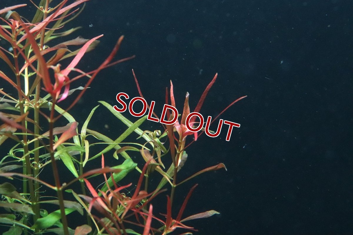 画像2: 【通販 水草】ルドヴィジア ニードルリーフ(無農薬)【1ポット サンプル画像】（後景草)（生体）（熱帯魚） (2)