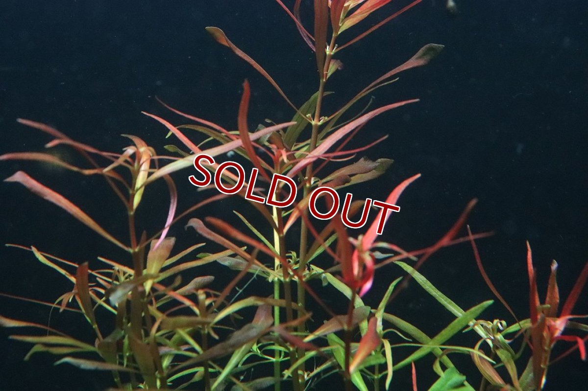 画像3: 【通販 水草】ルドヴィジア ニードルリーフ(無農薬)【1ポット サンプル画像】（後景草)（生体）（熱帯魚） (3)