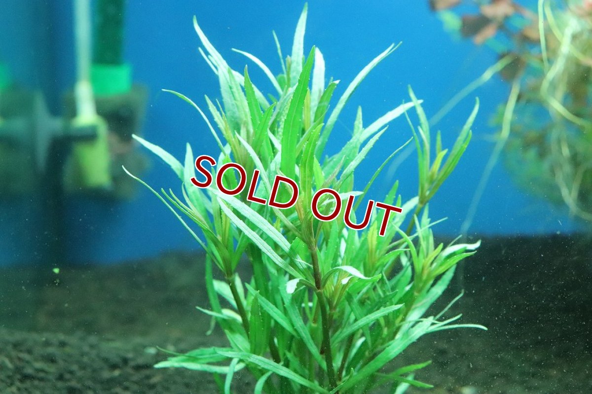 画像1: 【通販 水草】エウステラリス sp ダッセン(無農薬)【1束 サンプル画像】（後景草)（生体）（熱帯魚） (1)