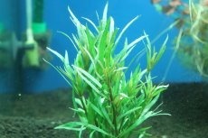 画像1: 【通販 水草】エウステラリス sp ダッセン(無農薬)【1束 サンプル画像】（後景草)（生体）（熱帯魚） (1)