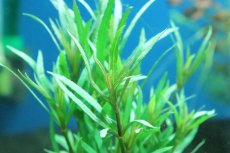 画像2: 【通販 水草】エウステラリス sp ダッセン(無農薬)【1束 サンプル画像】（後景草)（生体）（熱帯魚） (2)