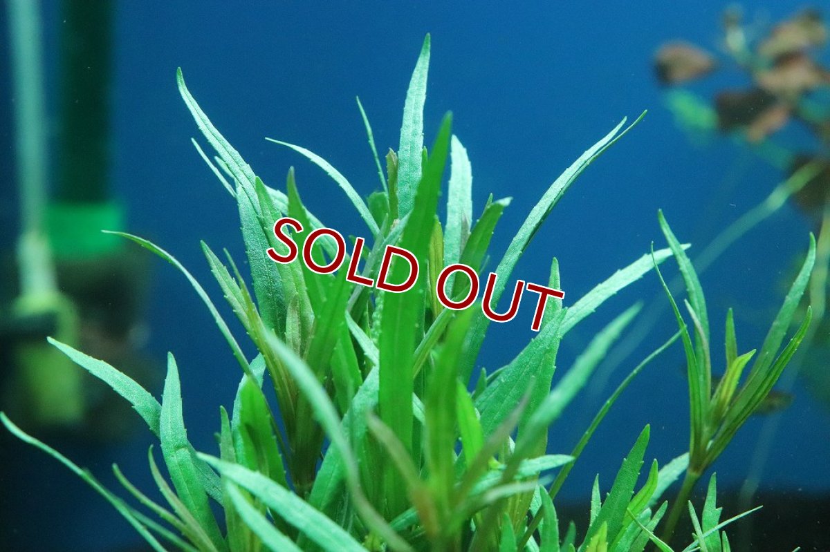 画像3: 【通販 水草】エウステラリス sp ダッセン(無農薬)【1束 サンプル画像】（後景草)（生体）（熱帯魚） (3)