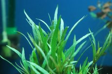 画像3: 【通販 水草】エウステラリス sp ダッセン(無農薬)【1束 サンプル画像】（後景草)（生体）（熱帯魚） (3)