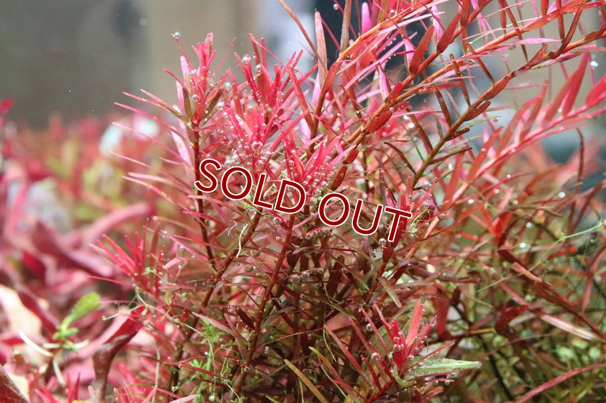 画像1: 【ボーナスセール対象個体　クーポンご利用で更に10％OFF】【通販 水草】国産 ロタラ sp ベトナムハーラ(無農薬)【1ポット サンプル画像】（有景草)（生体）（熱帯魚） (1)