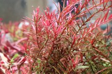 画像1: 【通販 水草】国産 ロタラ sp ベトナムハーラ(無農薬)【1ポット サンプル画像】（有景草)（生体）（熱帯魚） (1)