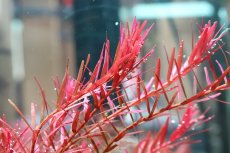 画像2: 【通販 水草】国産 ロタラ sp ベトナムハーラ(無農薬)【1ポット サンプル画像】（有景草)（生体）（熱帯魚） (2)