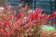 画像3: 【通販 水草】国産 ロタラ sp ベトナムハーラ(無農薬)【1ポット サンプル画像】（有景草)（生体）（熱帯魚） (3)