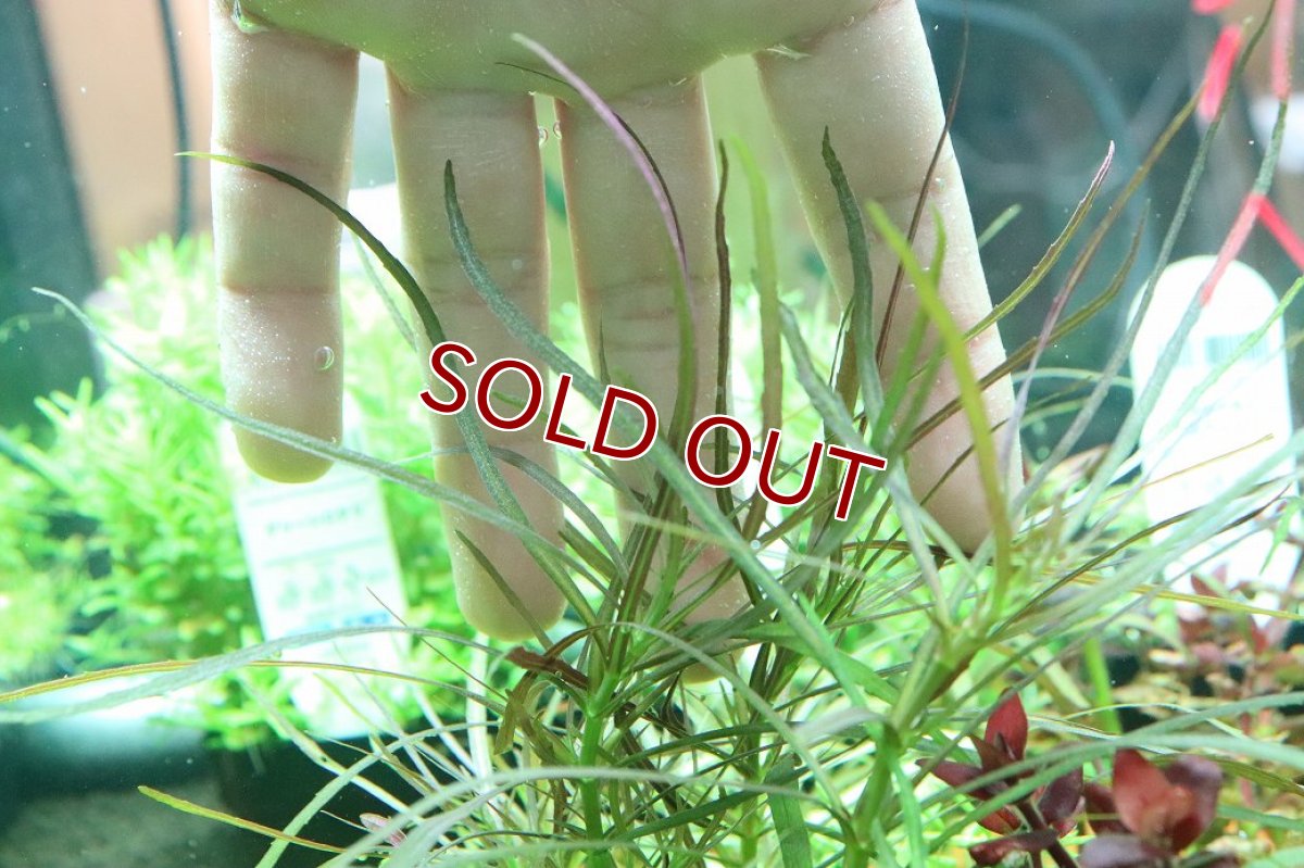 画像1: 【ボーナスセール対象個体　クーポンご利用で更に10％OFF】【通販 水草】国産 オランダプランツ(無農薬)【1ポット サンプル画像】（有景草)（生体）（熱帯魚） (1)