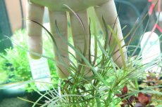 画像1: 【通販 水草】国産 オランダプランツ(無農薬)【1ポット サンプル画像】（有景草)（生体）（熱帯魚） (1)