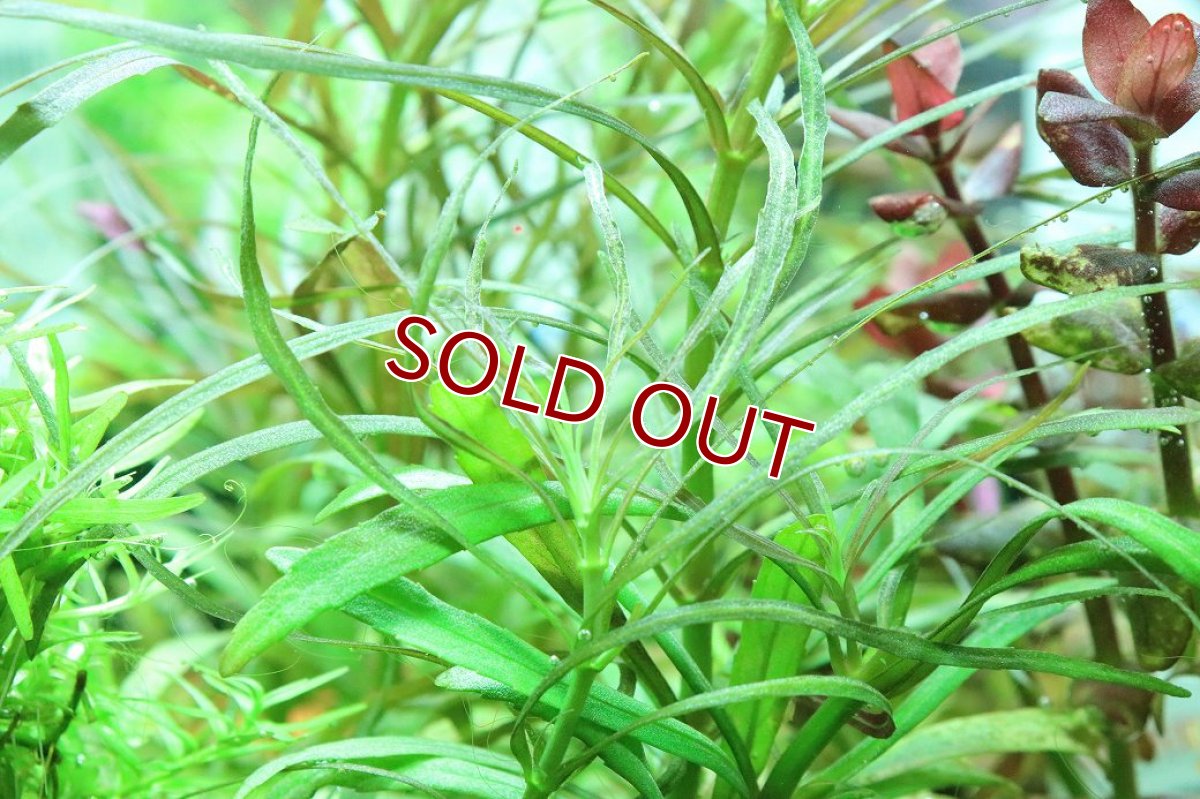 画像2: 【ボーナスセール対象個体　クーポンご利用で更に10％OFF】【通販 水草】国産 オランダプランツ(無農薬)【1ポット サンプル画像】（有景草)（生体）（熱帯魚） (2)