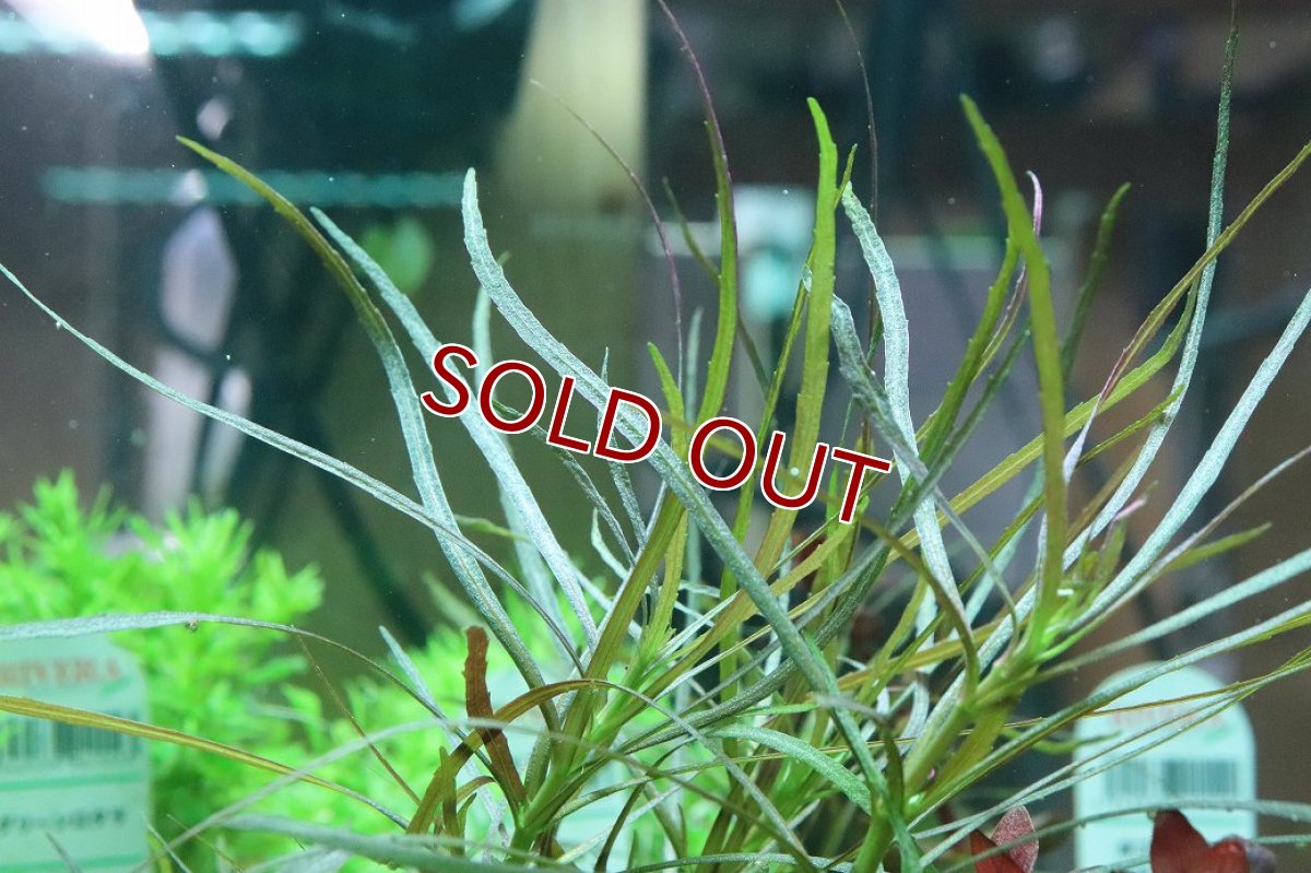 画像3: 【ボーナスセール対象個体　クーポンご利用で更に10％OFF】【通販 水草】国産 オランダプランツ(無農薬)【1ポット サンプル画像】（有景草)（生体）（熱帯魚） (3)