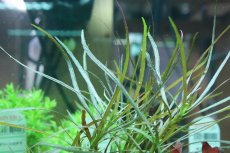 画像3: 【通販 水草】国産 オランダプランツ(無農薬)【1ポット サンプル画像】（有景草)（生体）（熱帯魚） (3)