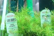 画像1: 【通販 水草】国産 ロタラ ナンセアン(無農薬)【1ポット サンプル画像】（有景草)（生体）（熱帯魚） (1)