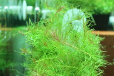 画像2: 【通販 水草】国産 ロタラ ナンセアン(無農薬)【1ポット サンプル画像】（有景草)（生体）（熱帯魚） (2)