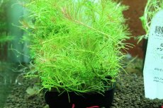画像3: 【通販 水草】国産 ロタラ ナンセアン(無農薬)【1ポット サンプル画像】（有景草)（生体）（熱帯魚） (3)