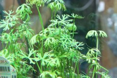 画像1: 【通販 水草】国産 ラヌンクルス イヌンダタス(無農薬)【1ポット サンプル画像】（中景草)（生体）（熱帯魚） (1)