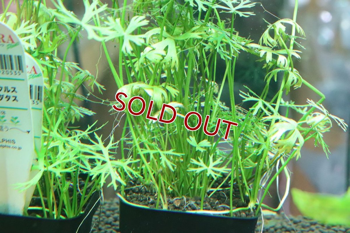 画像2: 【通販 水草】国産 ラヌンクルス イヌンダタス(無農薬)【1ポット サンプル画像】（中景草)（生体）（熱帯魚） (2)