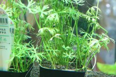 画像2: 【通販 水草】国産 ラヌンクルス イヌンダタス(無農薬)【1ポット サンプル画像】（中景草)（生体）（熱帯魚） (2)