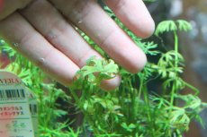 画像3: 【通販 水草】国産 ラヌンクルス イヌンダタス(無農薬)【1ポット サンプル画像】（中景草)（生体）（熱帯魚） (3)