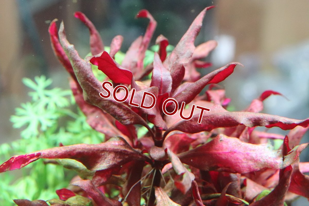 画像1: 【通販 水草】国産 アルテラナンテラレインキー(無農薬)【1ポット サンプル画像】（有景草)（生体）（熱帯魚） (1)