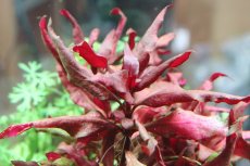 画像1: 【通販 水草】国産 アルテラナンテラレインキー(無農薬)【1ポット サンプル画像】（有景草)（生体）（熱帯魚） (1)