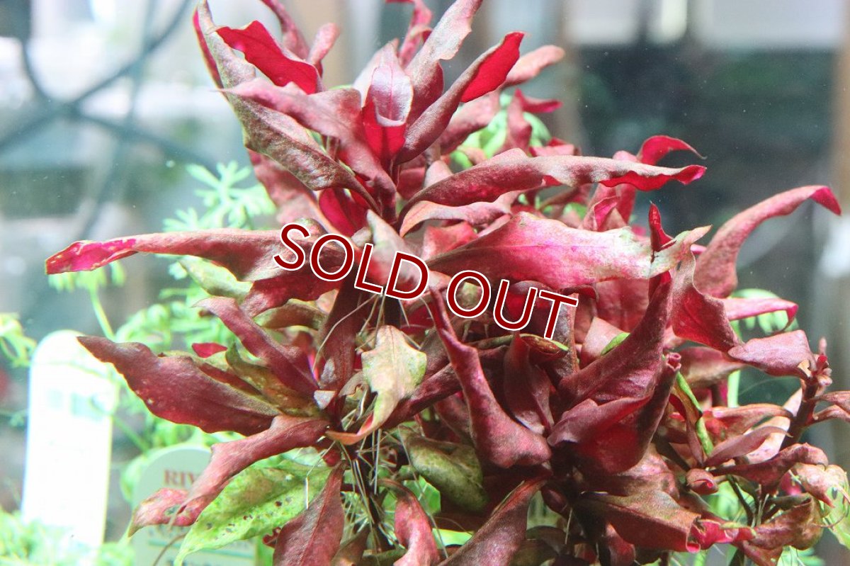 画像2: 【通販 水草】国産 アルテラナンテラレインキー(無農薬)【1ポット サンプル画像】（有景草)（生体）（熱帯魚） (2)