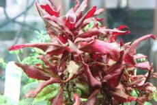 画像2: 【通販 水草】国産 アルテラナンテラレインキー(無農薬)【1ポット サンプル画像】（有景草)（生体）（熱帯魚） (2)