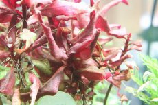 画像3: 【通販 水草】国産 アルテラナンテラレインキー(無農薬)【1ポット サンプル画像】（有景草)（生体）（熱帯魚） (3)