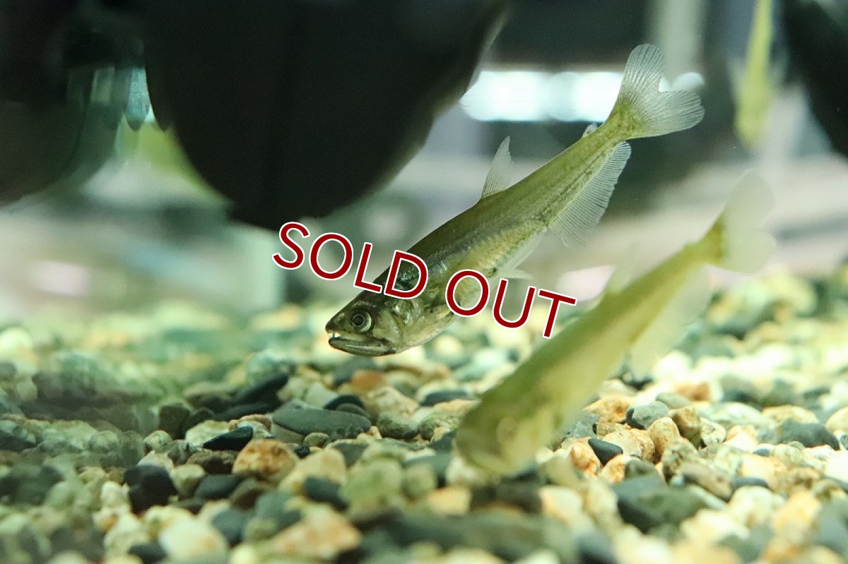 画像2: 【淡水魚】超大特価 ペーシュカショーロ ワイルド【１匹 サンプル画像】(±5cm)(大型魚)(生体)(熱帯魚)NKO (2)