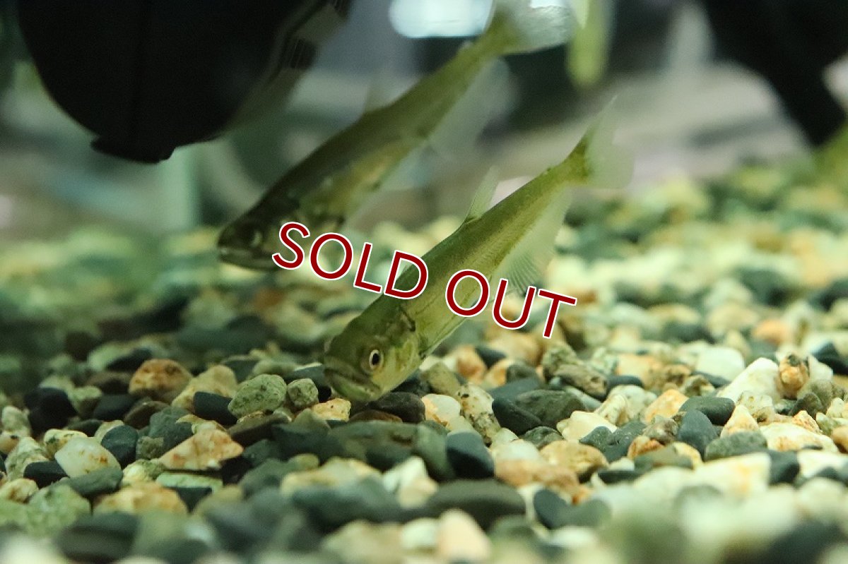 画像3: 【淡水魚】超大特価 ペーシュカショーロ ワイルド【１匹 サンプル画像】(±5cm)(大型魚)(生体)(熱帯魚)NKO (3)