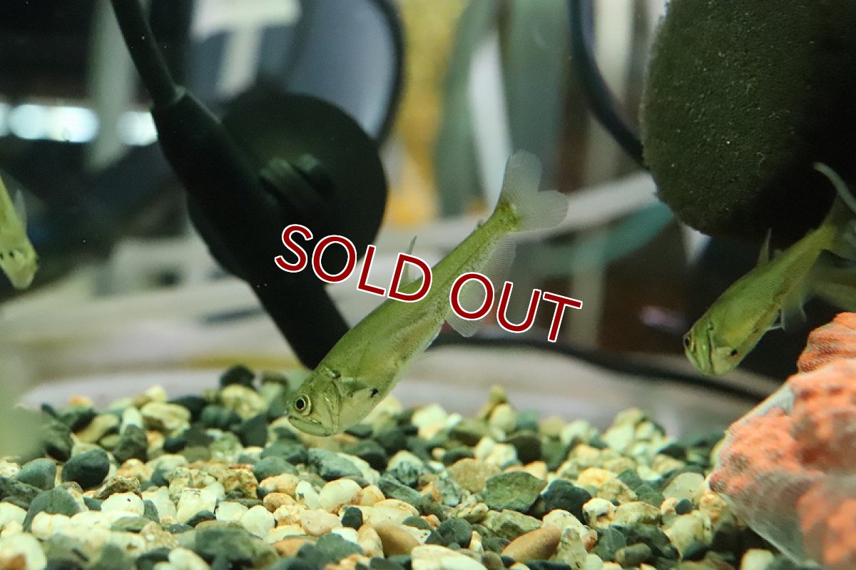 画像4: 【淡水魚】超大特価 ペーシュカショーロ ワイルド【１匹 サンプル画像】(±5cm)(大型魚)(生体)(熱帯魚)NKO (4)