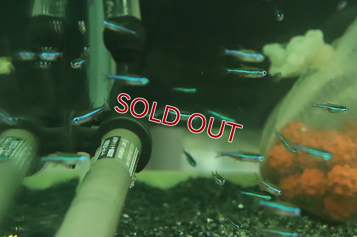 画像2: 【淡水魚】【通販】激安 ブラジル便 グリーンネオンテトラ バルセロス産 ワイルド【10匹 サンプル画像】(カラシン)(生体)(熱帯魚)NK (2)