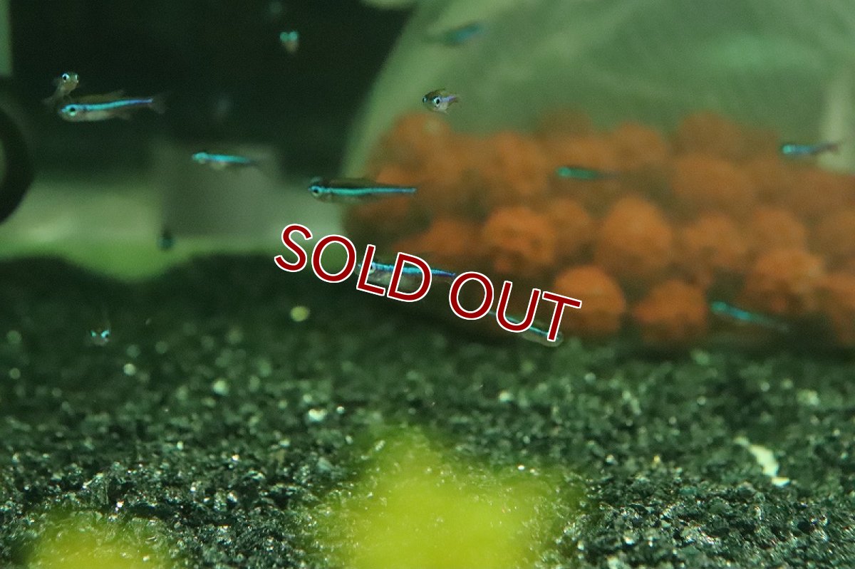 画像3: 【淡水魚】【通販】激安 ブラジル便 グリーンネオンテトラ バルセロス産 ワイルド【10匹 サンプル画像】(カラシン)(生体)(熱帯魚)NK (3)