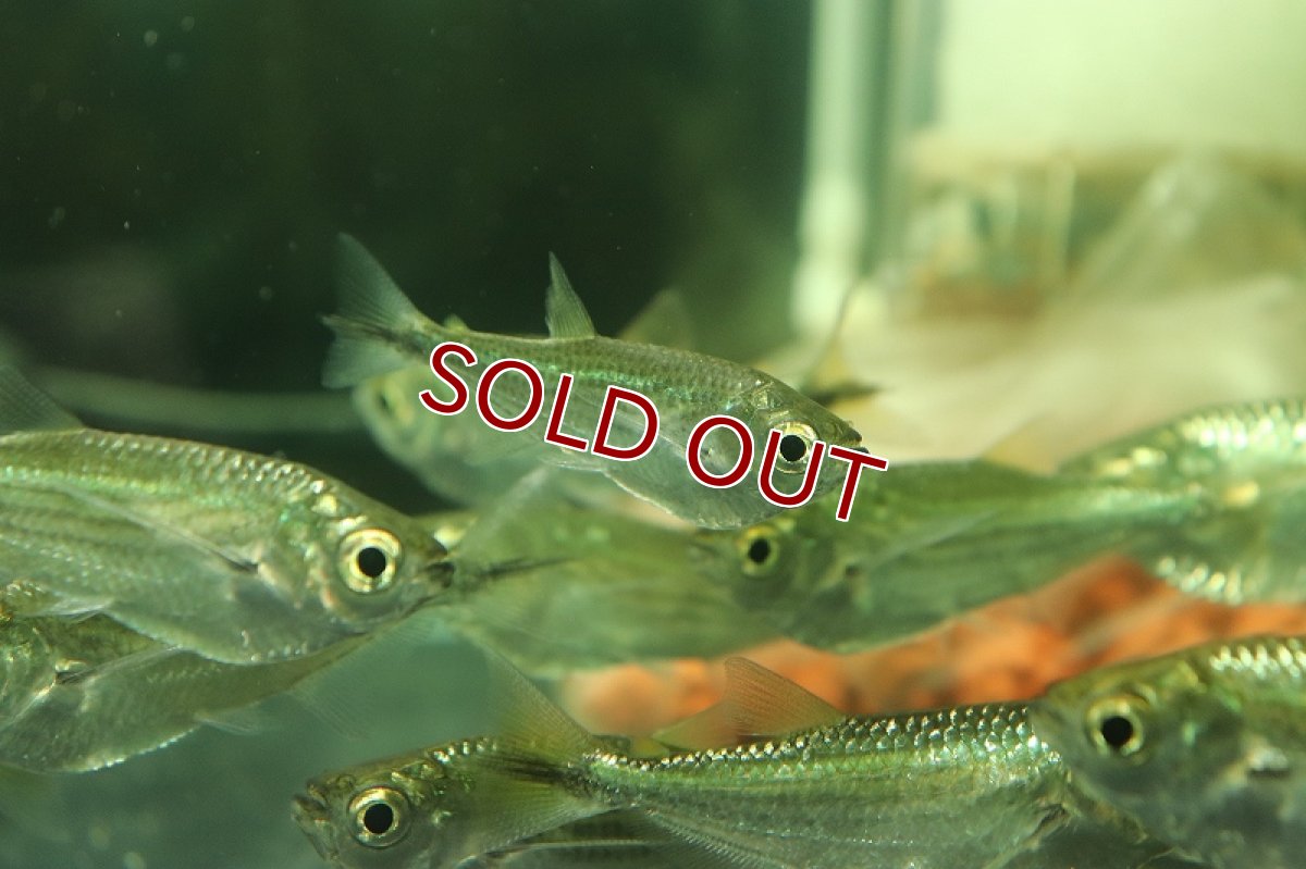 画像2: 【淡水魚】表示価格より半額 XLサイズ エロンガータハチェット ワイルド【１匹 サンプル画像】(±5-7cm)(生体)(熱帯魚)NKCK (2)