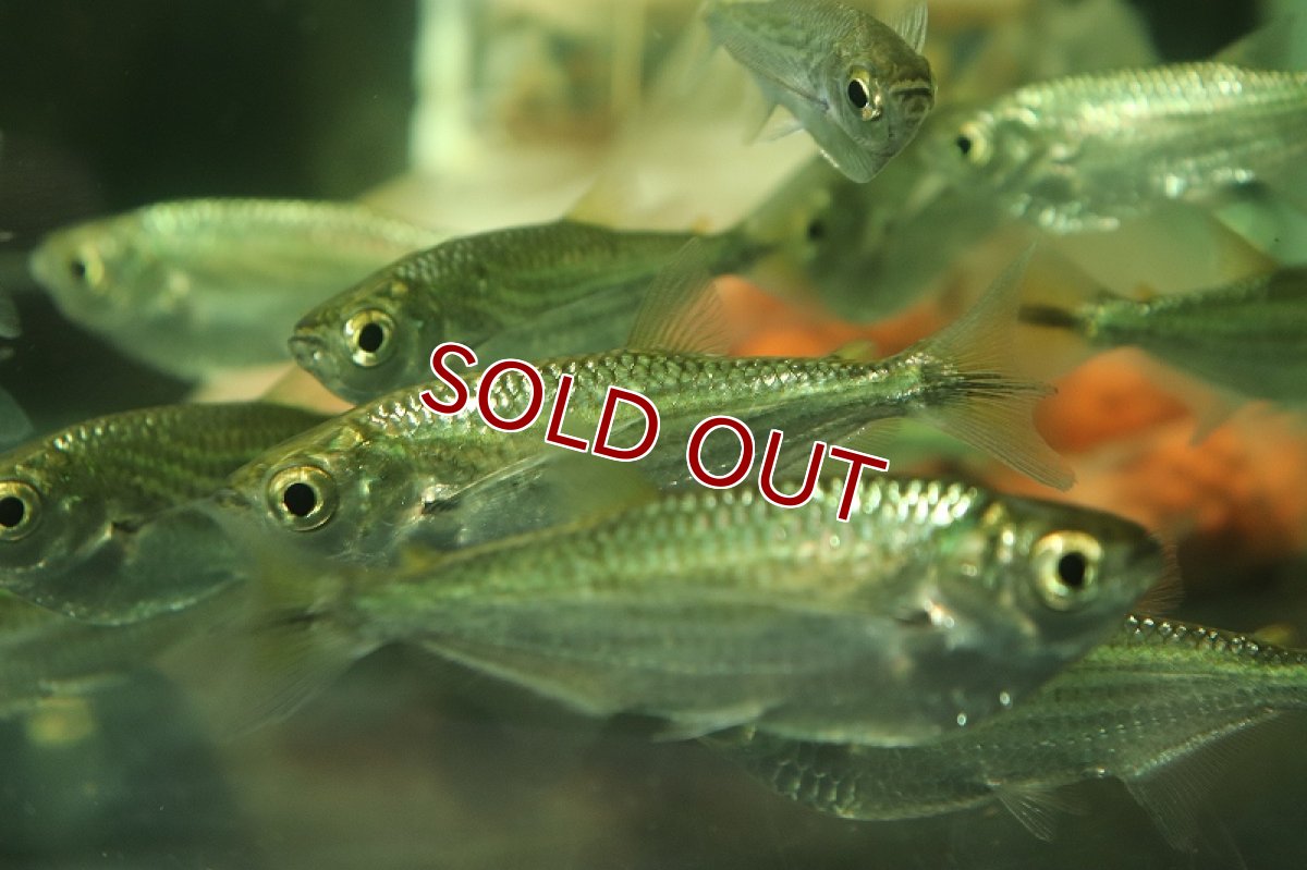 画像3: 【淡水魚】表示価格より半額 XLサイズ エロンガータハチェット ワイルド【１匹 サンプル画像】(±5-7cm)(生体)(熱帯魚)NKCK (3)