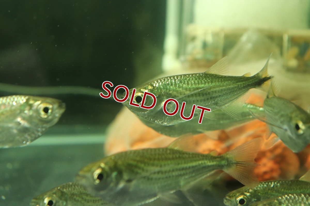 画像4: 【淡水魚】表示価格より半額 XLサイズ エロンガータハチェット ワイルド【１匹 サンプル画像】(±5-7cm)(生体)(熱帯魚)NKCK (4)