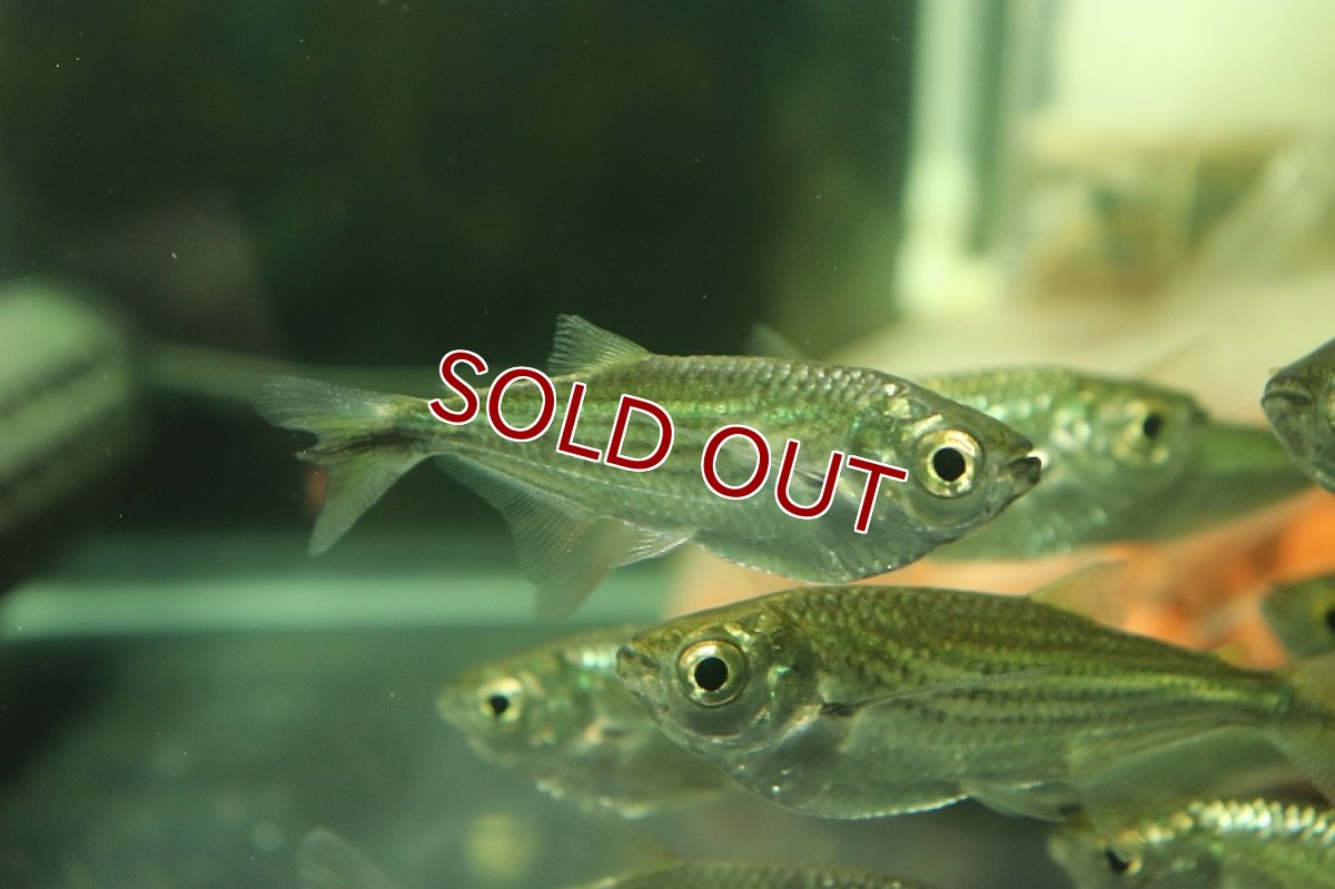 画像5: 【淡水魚】表示価格より半額 XLサイズ エロンガータハチェット ワイルド【１匹 サンプル画像】(±5-7cm)(生体)(熱帯魚)NKCK (5)