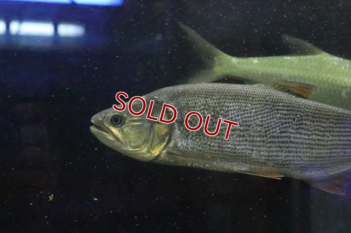 画像2: 【淡水魚】超大特価 ビッグサイズ ドラド パンタナール産 ワイルド【1匹 サンプル画像】(±27-30cm)(大型魚)(生体)(熱帯魚)NKO (2)