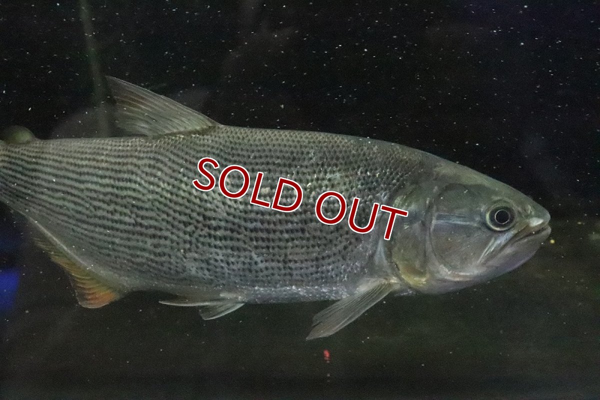 画像3: 【淡水魚】超大特価 ビッグサイズ ドラド パンタナール産 ワイルド【1匹 サンプル画像】(±27-30cm)(大型魚)(生体)(熱帯魚)NKO (3)