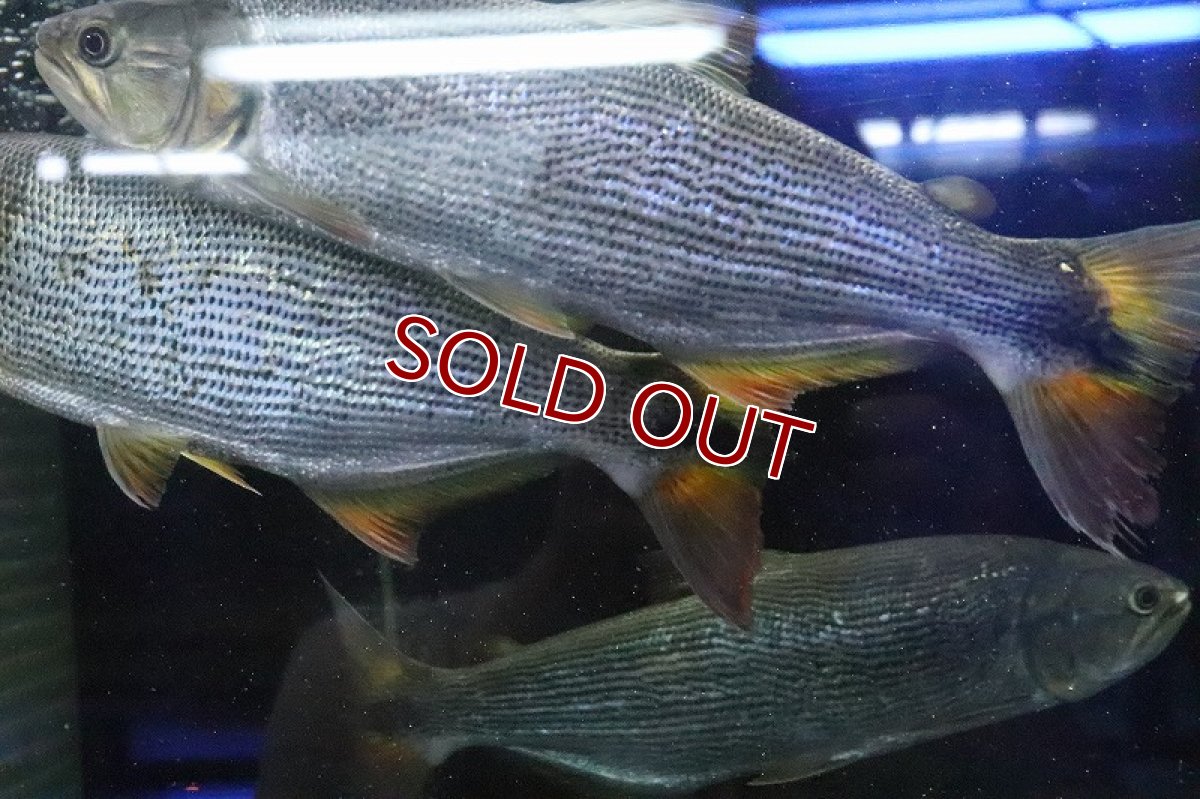 画像4: 【淡水魚】超大特価 ビッグサイズ ドラド パンタナール産 ワイルド【1匹 サンプル画像】(±27-30cm)(大型魚)(生体)(熱帯魚)NKO (4)