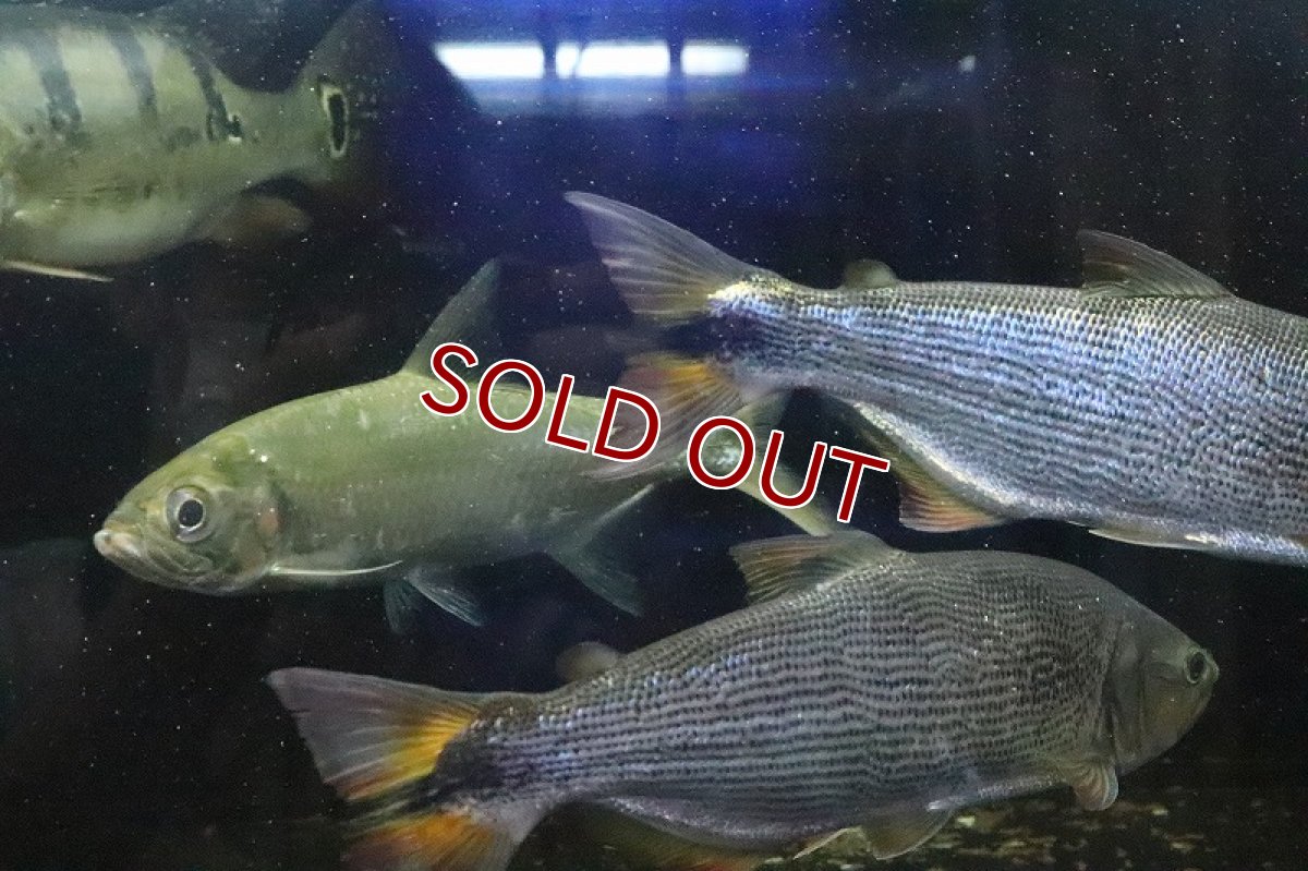 画像5: 【淡水魚】超大特価 ビッグサイズ ドラド パンタナール産 ワイルド【1匹 サンプル画像】(±27-30cm)(大型魚)(生体)(熱帯魚)NKO (5)