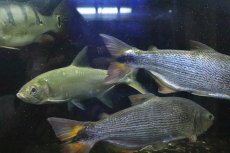 画像5: 【淡水魚】【通販】超大特価 ビッグサイズ ドラド パンタナール産 ワイルド【１匹 サンプル画像】(±27-30cm)(大型魚)(生体)(熱帯魚)NKO (5)