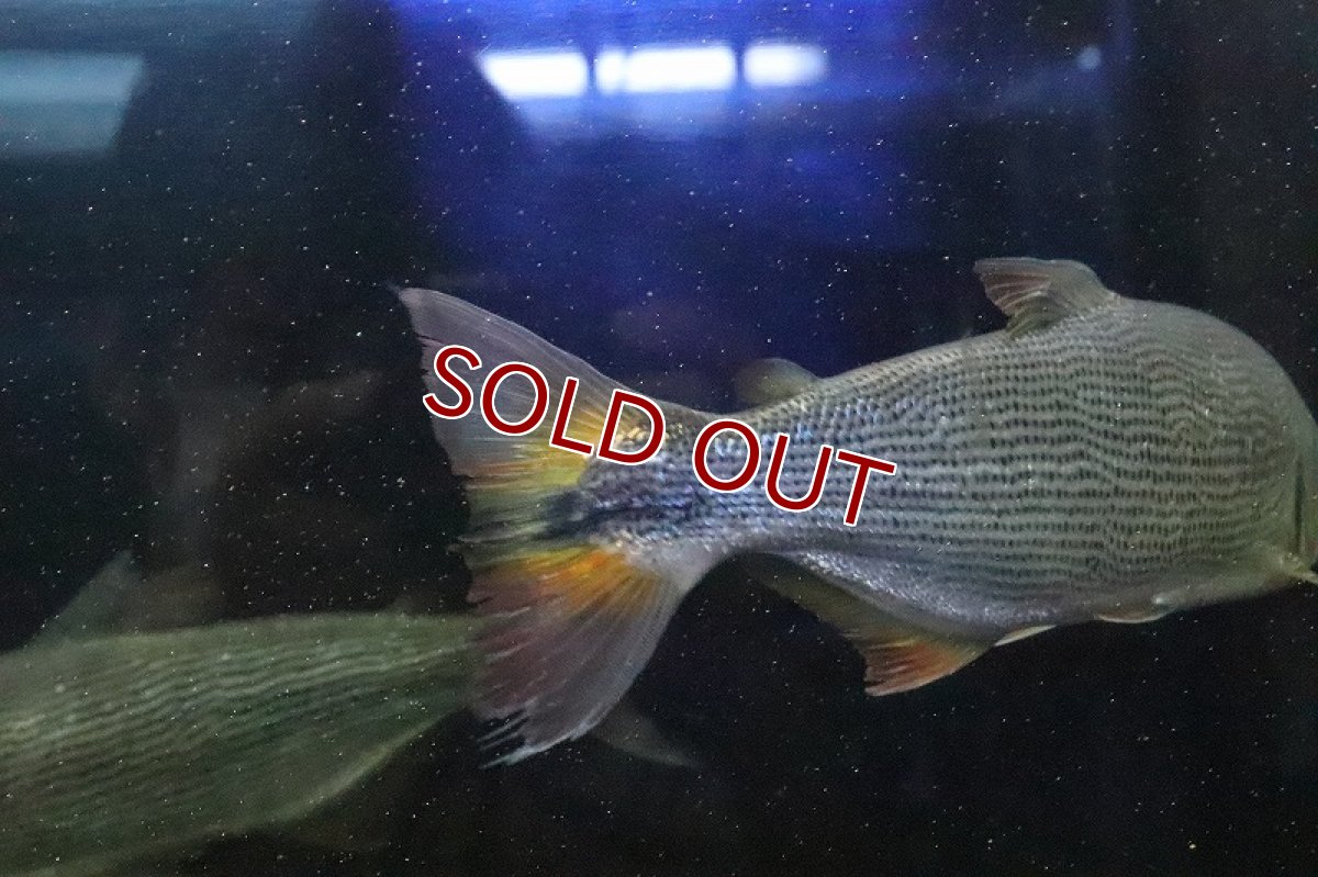 画像6: 【淡水魚】超大特価 ビッグサイズ ドラド パンタナール産 ワイルド【1匹 サンプル画像】(±27-30cm)(大型魚)(生体)(熱帯魚)NKO (6)