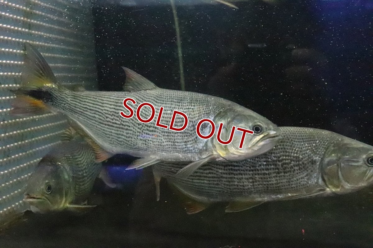 画像7: 【淡水魚】超大特価 ビッグサイズ ドラド パンタナール産 ワイルド【1匹 サンプル画像】(±27-30cm)(大型魚)(生体)(熱帯魚)NKO (7)