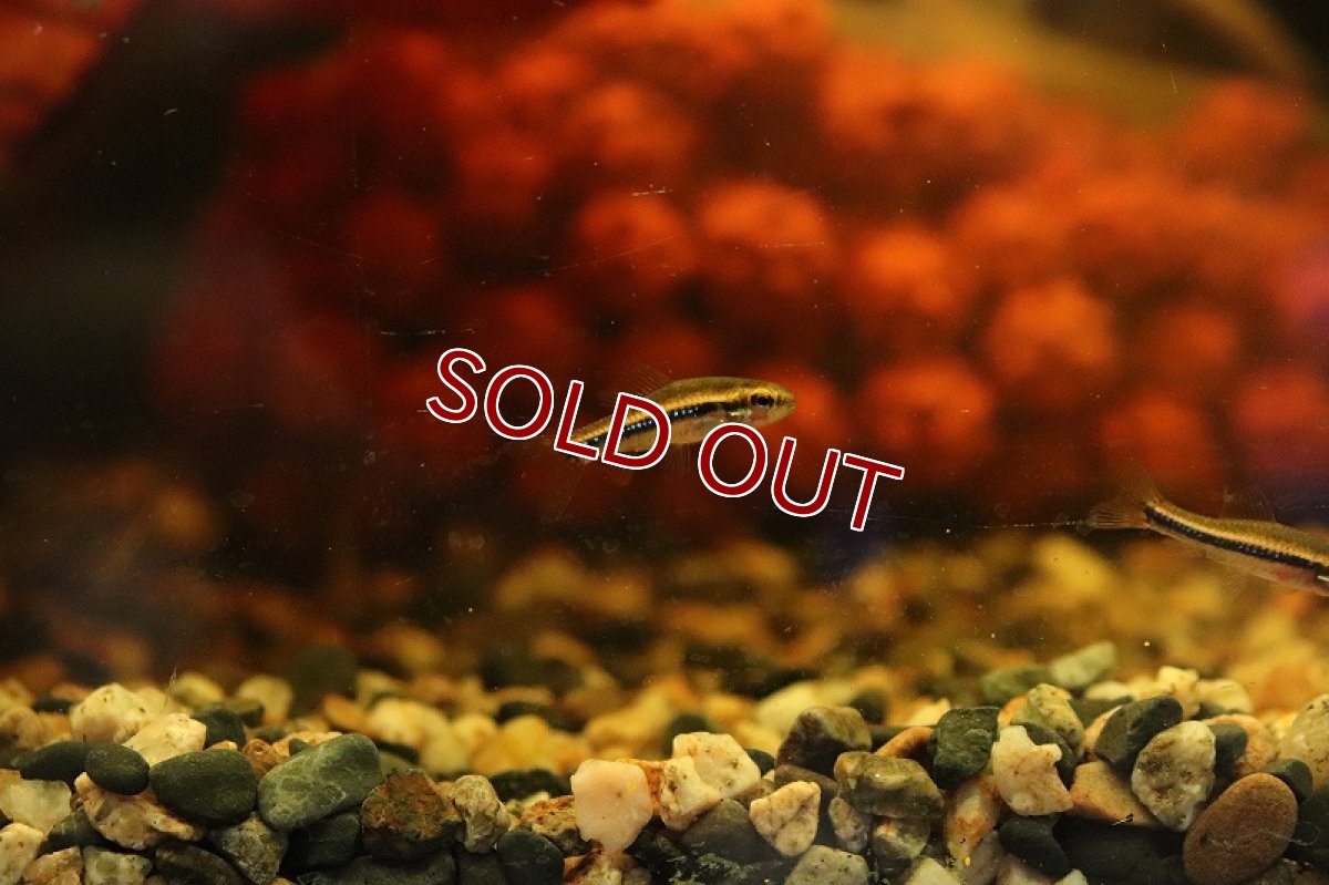 画像2: 【淡水魚】【通販】ついに入荷 ワイツマニーテトラ コロンビア産 ワイルド【１匹 サンプル画像】(珍カラ)(生体)(熱帯魚)NKCK (2)